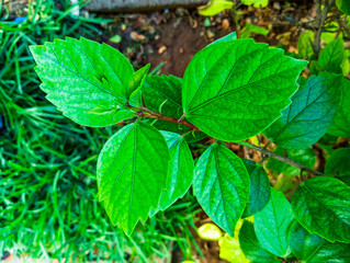Natural green plants leaves texture. Beautiful natural green floral leaves in the garden.