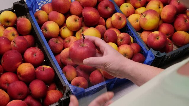 Woman uses eco tester when choosing fruits and vegetables in supermarket before buying. Futuristic non-contact nitrate meter in human hand scanning apples in market. Screen shows  good result.