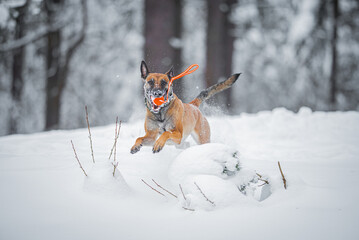 Beautiful purebred Belgian Malinois playing with orange ball on rope in the snow, winter mood and blurred background