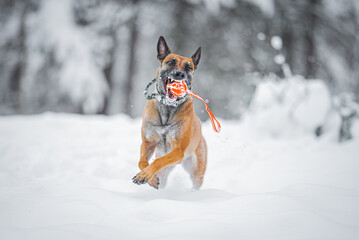 Beautiful purebred Belgian Malinois playing with orange ball on rope in the snow, winter mood and blurred background