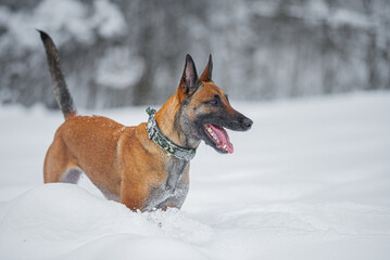 Beautiful purebred Belgian Malinois portrait in the snow, winter mood and blurred background