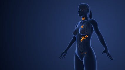 Muscarinic acetylcholine receptor endocrine system in females