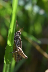 Grasshopper clinging to a blade of grass