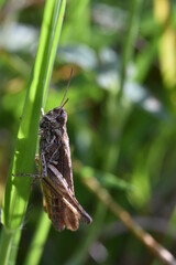Grasshopper clinging to a blade of grass