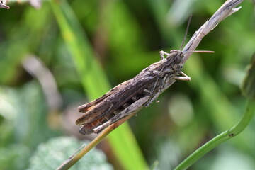 Gray grasshopper clinging to a twig