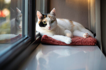 Calico tricolor cat lies on the windowsill and looks at the camera. Sunlight shines in