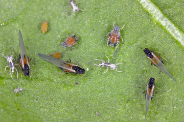 Colony of Cotton aphids (also called melon aphid and cotton aphid) - Aphis gossypii on a leaf of...