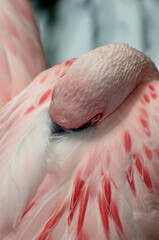 Close up of a Lesser Flamingo with beautiful pink color