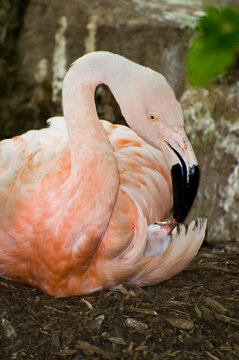 Adult Chilean flamingo with five-day old baby flamingo chick