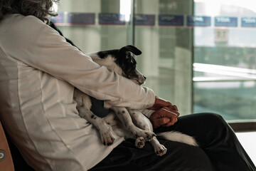 gray hair woman sitting at airport terminal waiting lounge or at gates with her pet, jack russel dog on laps, travelling with pets by plane
