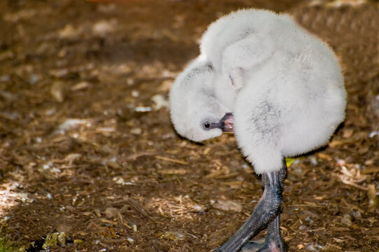 Thirteen-day old baby Chilean flamingo. chick preening.