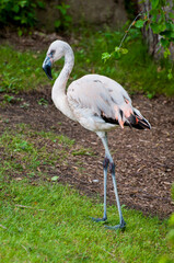 11-month-old Caribbean flamingo not yet with full pink color