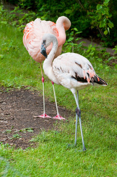 11 month old Caribbean flamingo standing with adult