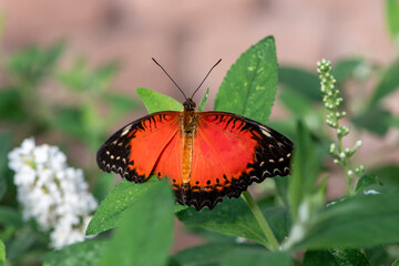 Top view of a Red Lacewing butterfly