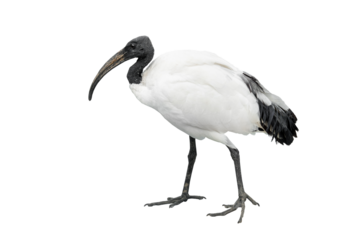 african sacred ibis isolated on white