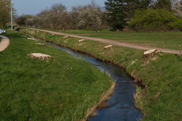 Besch&auml;digte B&auml;ume abgeholzt am Ooser Landgraben Sandweier Baden-Baden