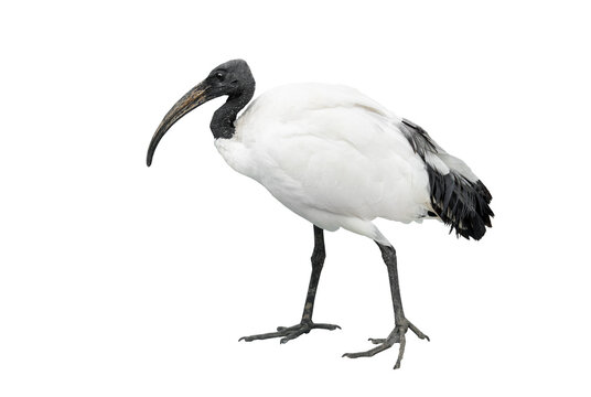african sacred ibis isolated on white