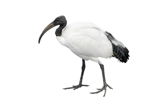 african sacred ibis isolated on white