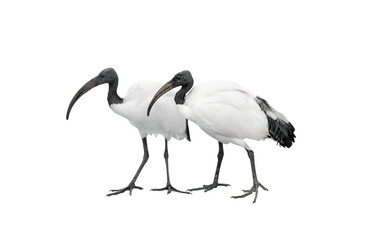 two african sacred ibis isolated on white