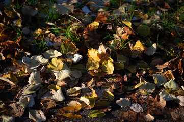 Buntes, trockenes Laub auf dem Boden