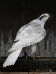 Accipitridae Accipiter Gentilis Albidus Hawk