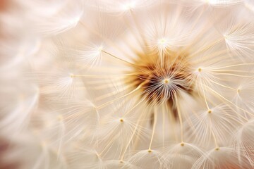 The delicate structure of a dandelion seed head