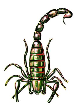 Color illustration of ARABIAN FAT-TAILED SCORPION or in Latin ANDROCTONUS CRASSICAUDA . Generative AI.