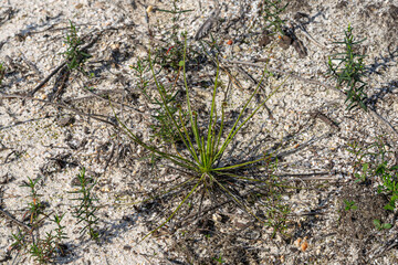 Drosophyllum lusitanicum, the dewy pine, in natural habitat south of Lisboa