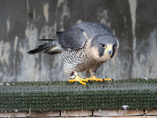 Falconidae Falco Peregrinus Hawk Raptor