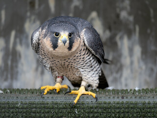 Falconidae Falco Peregrinus Hawk Raptor