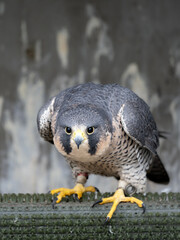 Falconidae Falco Peregrinus Hawk Raptor