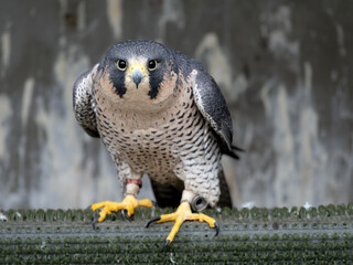 Falconidae Falco Peregrinus Hawk Raptor