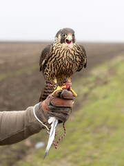 Falconidae Falco Peregrinus Hawk Raptor - obrazy, fototapety, plakaty