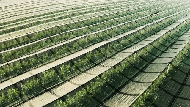 Picturesque landscape with apple plantation creates idyllic scene. Neatly aligned rows of apple trees uniformly covered with shading nets