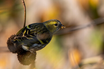 A female eurasian siskin eat seeds of plane tree. Female bird. Carduelis spinus.
