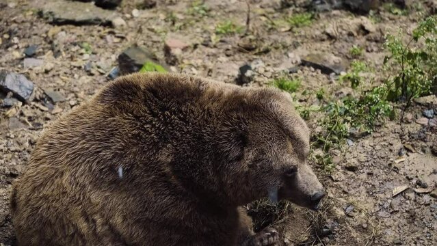 The aerial view of the Himalayan brown bear looks adorable as it sits there, enjoying its peaceful alone time in Koti Zoo in Himachal Pradesh, India.