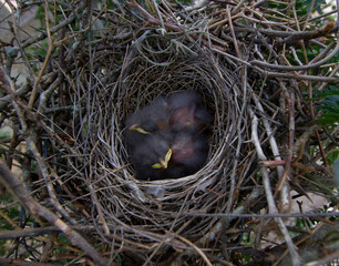 three bird chicks poking their heads into the nest