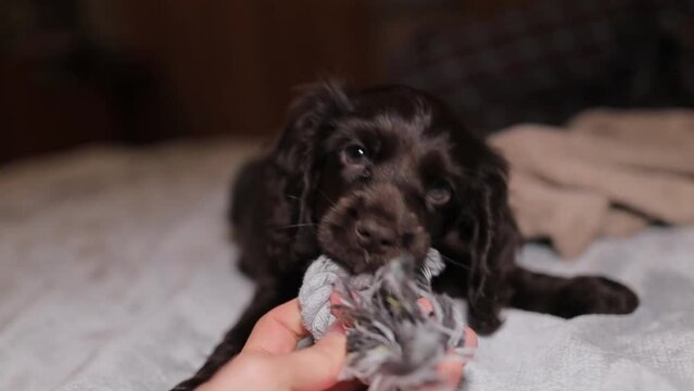A young English cocker spaniel puppy, close-up portrait. Small dark brown English Cocker Spaniel puppy on the sofa. A young English Cocker Spaniel puppy plays with his rope chew toy. Happy puppy.