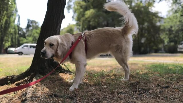 Golden retriever. Golden retriever on a leash peeing on the street. A light-haired golden retriever urinates while walking outside to mark its territory. retriever peeing outside. pet walking outdoors