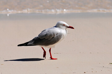 Silberkopfmöwe // Red-billed Gull (Chroicocephalus novaehollandiae) - Neukaledonien
