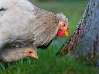 Range chickens picking food in garden