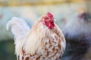White rooster and its reflection in a window