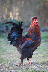 Proud red rooster free in garden