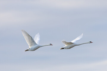 Two white swans flying seen from the side