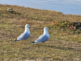 seagull on the pond