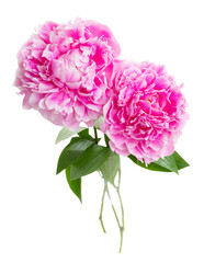 pink peonies