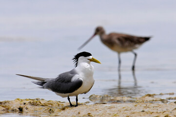Eilseeschwalbe (Thalasseus bergii) mit Pfuhlschnepfe im Hintergrund // Greater crested tern with Bar-tailed godwit in the background - Neukaledonien
