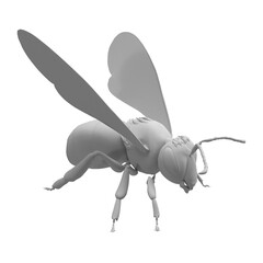 close up on bee isolated