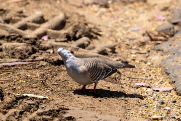 Photograph of a grey Crested Pigeon walking around in the dirt looking for food on a sunny day