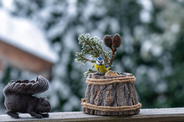 a bluetit, cyanistes caeruleus, perched on a wooden pot with bird feed at a wintry day - obrazy, fototapety, plakaty